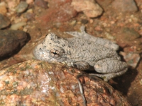 White Toad